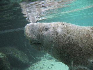 Manatee sea cow cristal river florida
