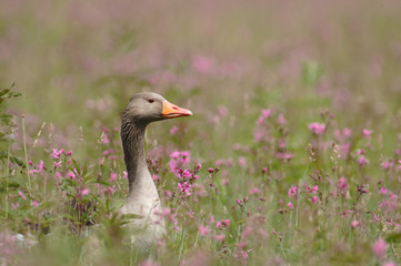 Oie cendrée sur fleur violette- Anser anser - Greylag Goose