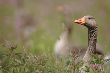 Oie cendrée - Anser anser - Greylag Goose