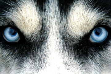 husky siberien
