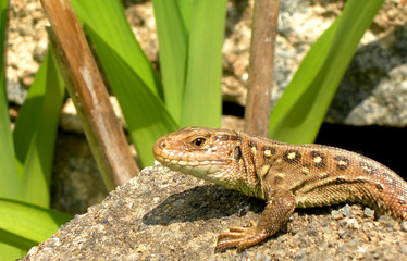 Salamander on the stone looking for a pray.