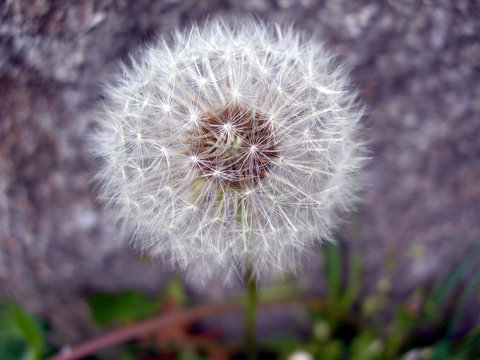 Fototapeta Detail of a blowball - dandelion past blossom