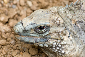  green iguana sitting in the sand