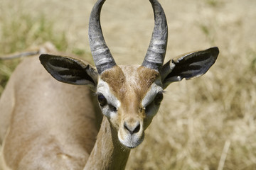Close up of a male gerenuk's face
