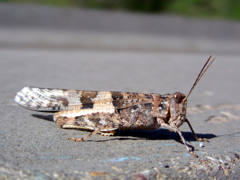 Grasshopper Tempting Fate By Hanging Out On The Road