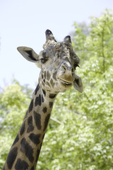 A Ugandan Giraffe staring at camera