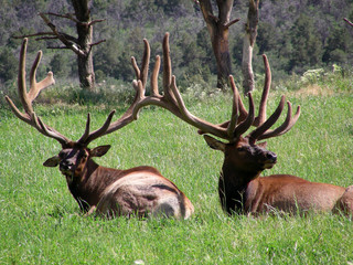 Two male elk proudly displaying their racks