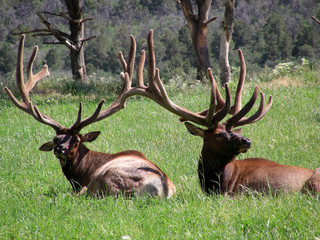 Two male elk proudly displaying their racks