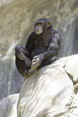 Vertical image of a female chimpanzee 
