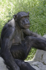 Chimpanzee staring toward camera camera, while at 3/4 angle