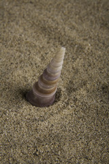 Fototapeta na wymiar Auger type seashell in sand
