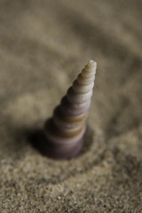 Fototapeta na wymiar Auger type seashell (blurry background)