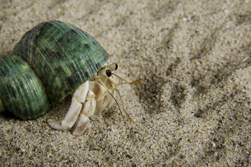 A land hermit crab (coenobita rugosus)