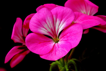 Gerranium 2