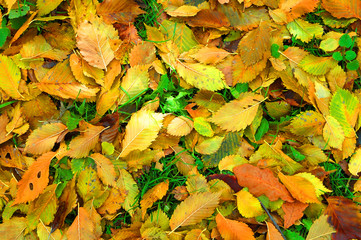 yellow leafs backgrounds