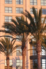 Fototapeta na wymiar Building with palms
