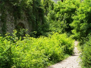 old garden in ruined castle