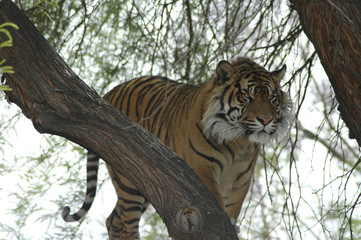 Obraz premium Tiger 2