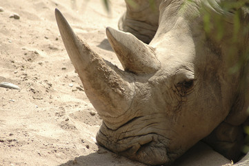 Rhinoceros