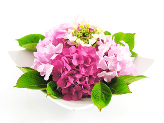 Bouquet d'hortensias / lacecap hydrangea 