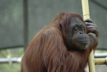 Orangutan Portrait 2 © Sara Robinson