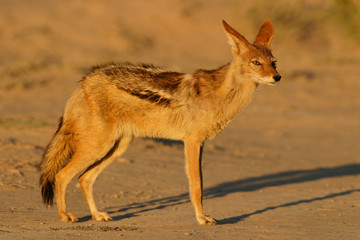 Black-backed Jackal