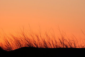 Grass silhouette on dune at sunset
