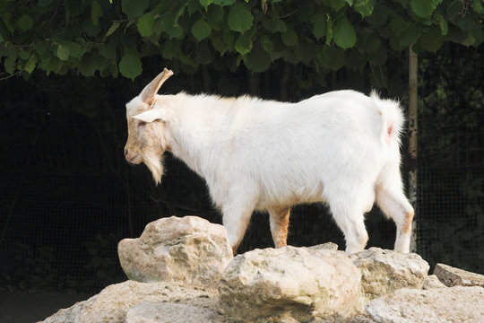 cabra