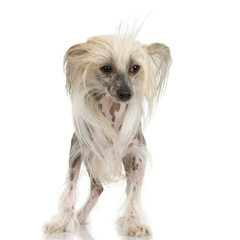 chinese crested dog Hairless dog in front of a white background