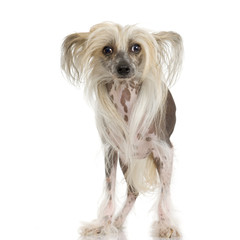 chinese crested dog Hairless dog in front of a white background