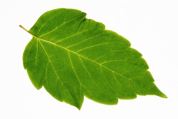 green leaf over white background