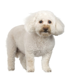 old Poodle in front of white background