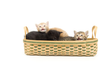 Fototapeta na wymiar Three kittens rest in a basket on a white background