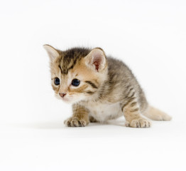 A small kitten looks curious on a white background