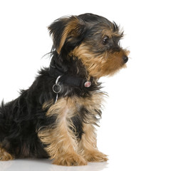 pupyy Yorkshire Terrier in front of a white background