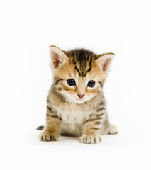 Fototapeta na wymiar Mały kotek siedzi na białym tle