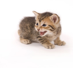 Obraz premium A small kitten cries while on a white background