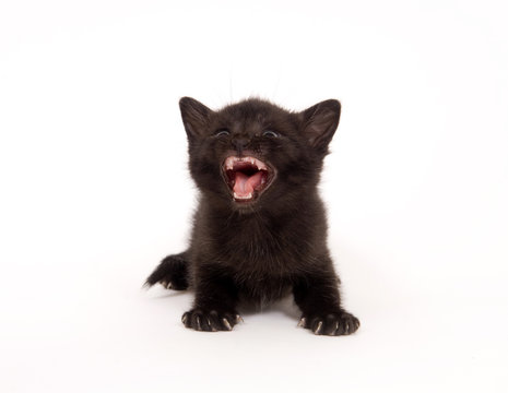 A black kitten looks up and cries on a white background