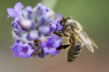 abeille