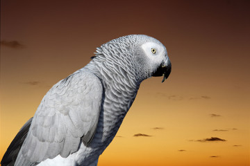 Obraz premium Parrot