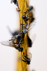 Fliegenfänger 1
