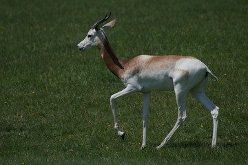 Fototapeta premium dorcas gazelle