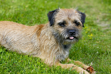 english border terrier relaxing in the grass on a summer day