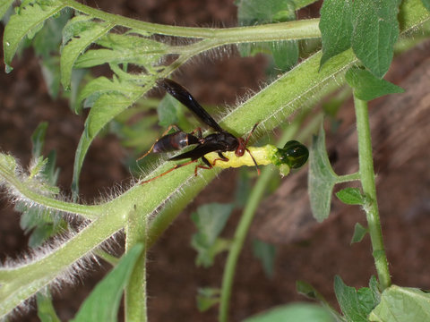 wasp eating a worm