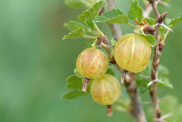 Stachelbeeren