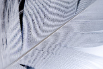 Feather closeup