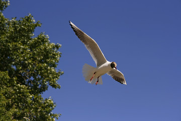 Seagull flying on the blue sky and green plants