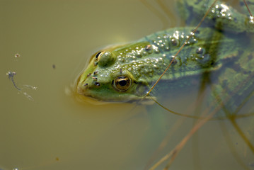 grenouille