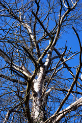 arbre mort