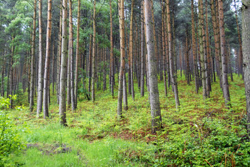 A hillside of pine trees with bracken on a wet spring day